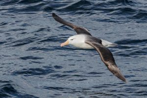 black-browed-albatros-4821022_1280